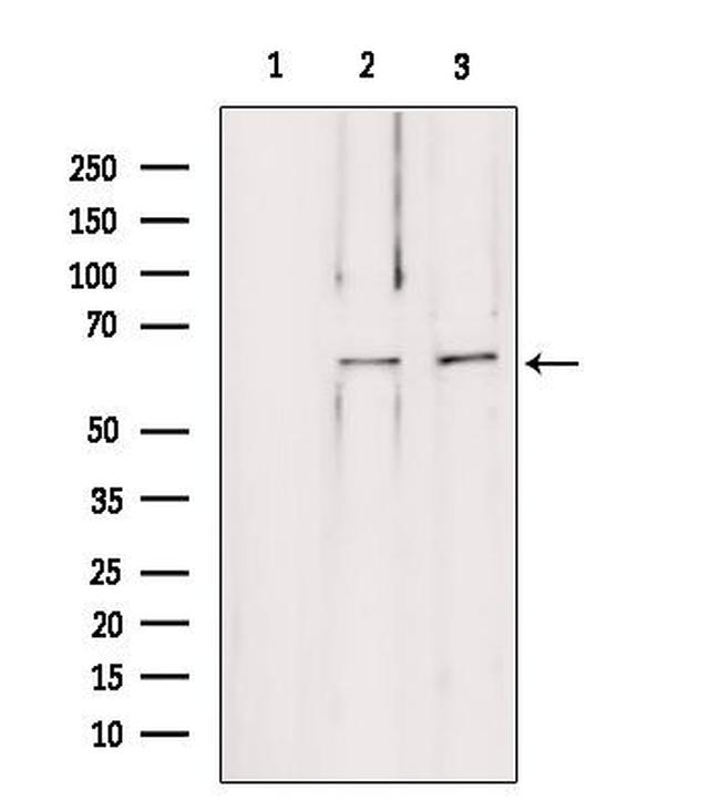 LMOD1 Antibody in Western Blot (WB)