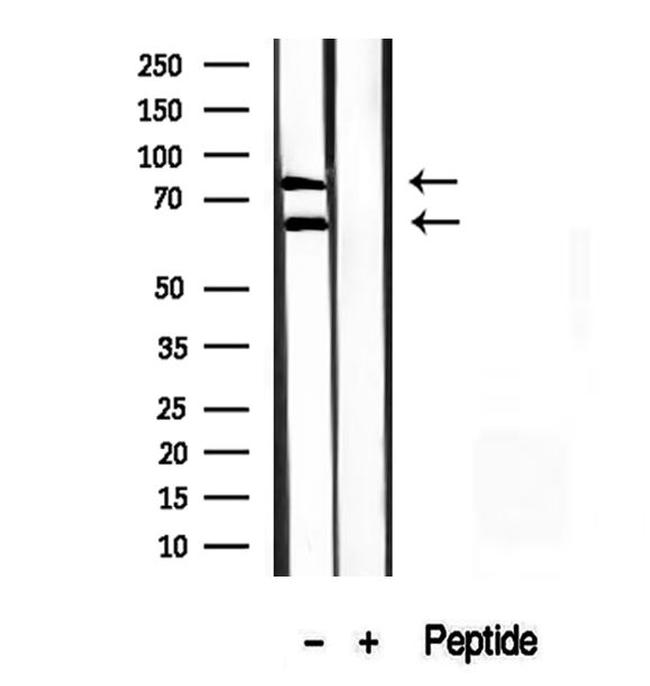 Melanophilin Antibody in Western Blot (WB)