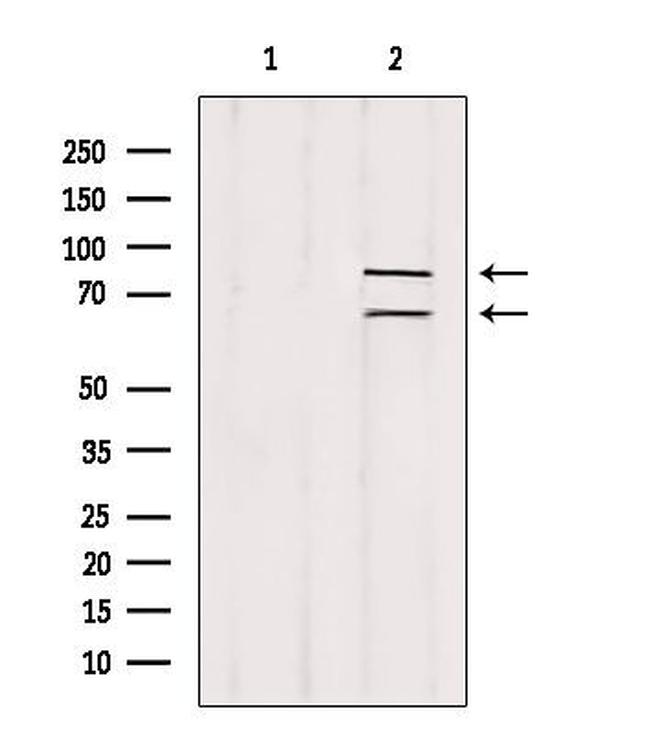 Melanophilin Antibody in Western Blot (WB)