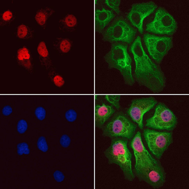 USP39 Antibody in Immunocytochemistry (ICC/IF)