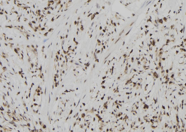 USP39 Antibody in Immunohistochemistry (Paraffin) (IHC (P))