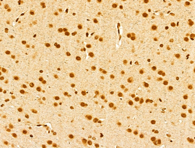 USP39 Antibody in Immunohistochemistry (Paraffin) (IHC (P))