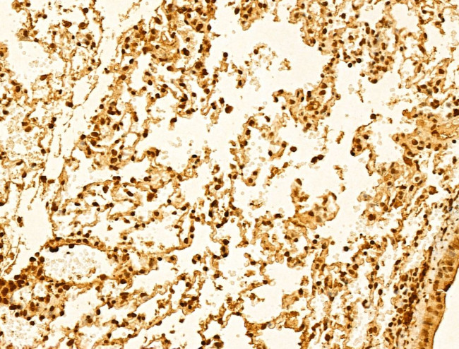 USP39 Antibody in Immunohistochemistry (Paraffin) (IHC (P))