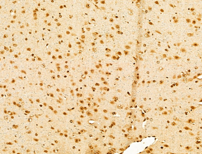 USP39 Antibody in Immunohistochemistry (Paraffin) (IHC (P))