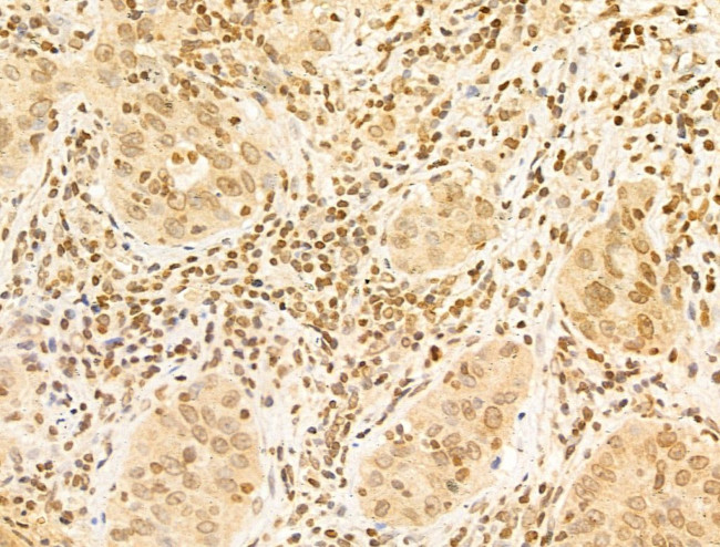 USP39 Antibody in Immunohistochemistry (Paraffin) (IHC (P))