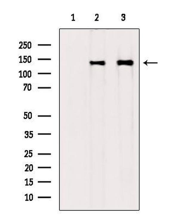 COL6A1 Antibody in Western Blot (WB)