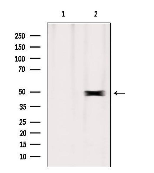 ERO1LB Antibody in Western Blot (WB)