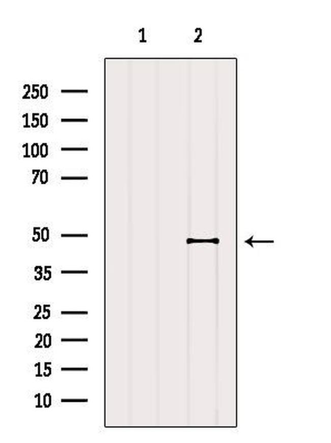 HLA-F Antibody in Western Blot (WB)