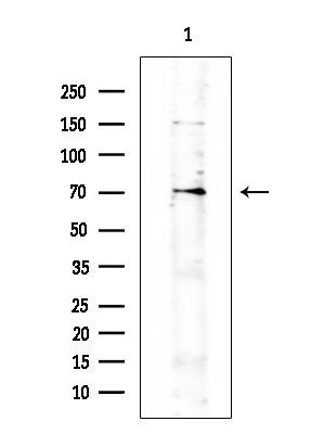 MAVS Antibody in Western Blot (WB)