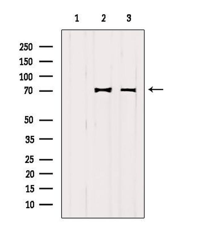 MAVS Antibody in Western Blot (WB)