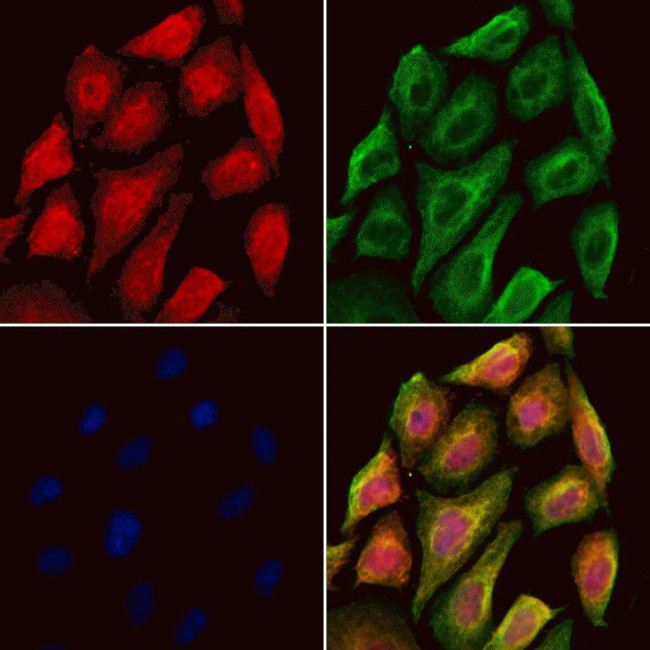 RBM4 Antibody in Immunocytochemistry (ICC/IF)