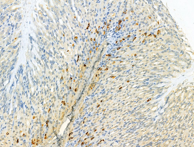 HRD1 Antibody in Immunohistochemistry (Paraffin) (IHC (P))