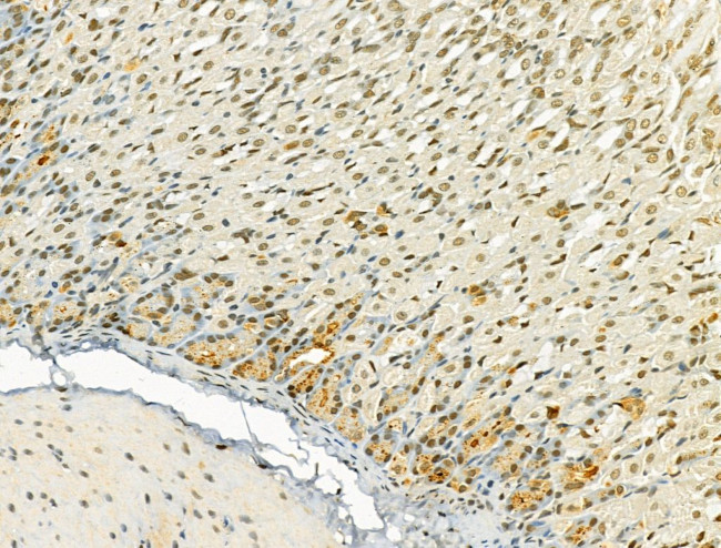 TLE3 Antibody in Immunohistochemistry (Paraffin) (IHC (P))