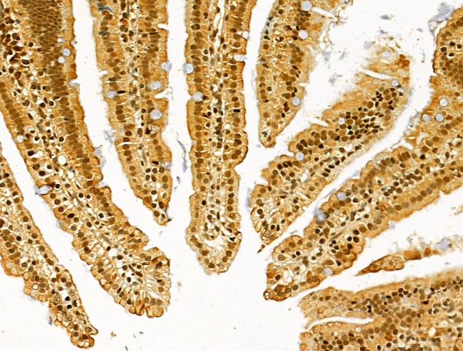 TLE3 Antibody in Immunohistochemistry (Paraffin) (IHC (P))