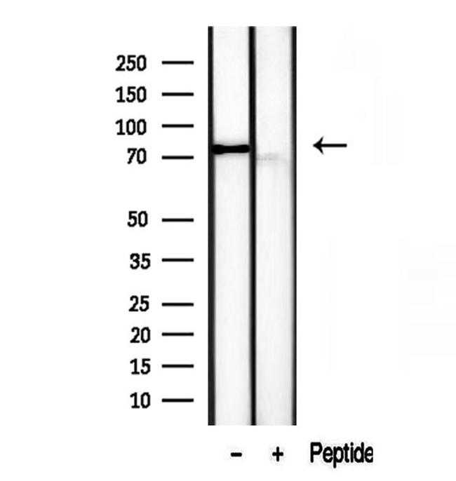 TLE3 Antibody in Western Blot (WB)