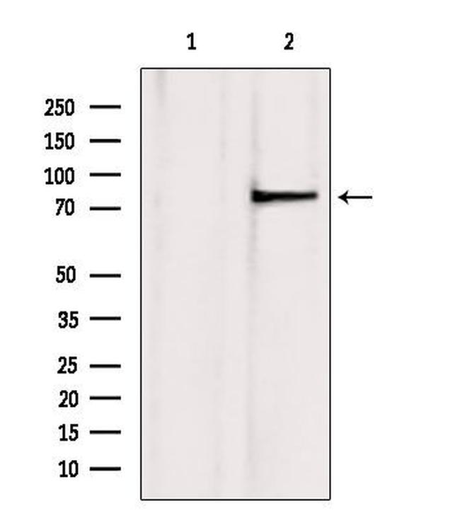 TLE3 Antibody in Western Blot (WB)