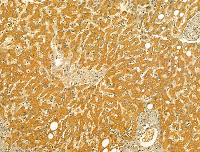 VNN1 Antibody in Immunohistochemistry (Paraffin) (IHC (P))