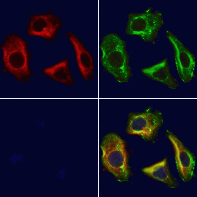 FSTL1 Antibody in Immunocytochemistry (ICC/IF)