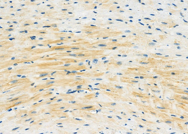 FSTL1 Antibody in Immunohistochemistry (Paraffin) (IHC (P))