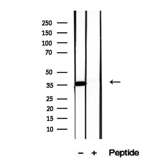 FSTL1 Antibody in Western Blot (WB)