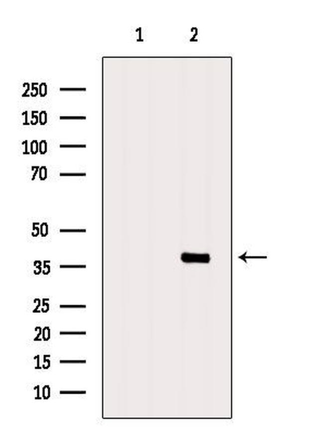 FSTL1 Antibody in Western Blot (WB)