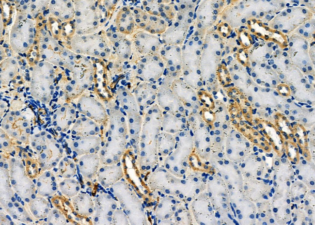 Activin A Antibody in Immunohistochemistry (Paraffin) (IHC (P))