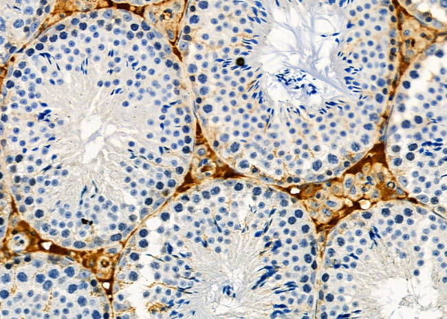 Activin A Antibody in Immunohistochemistry (Paraffin) (IHC (P))