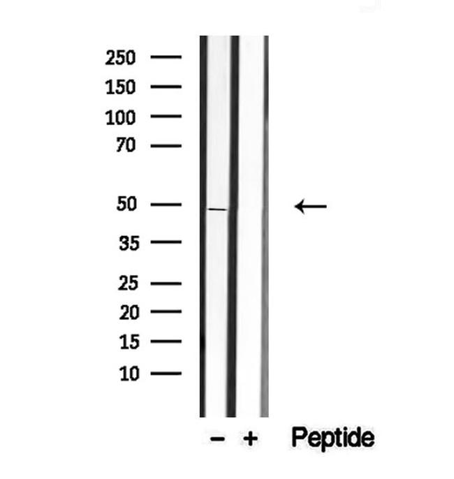 Activin A Antibody in Western Blot (WB)