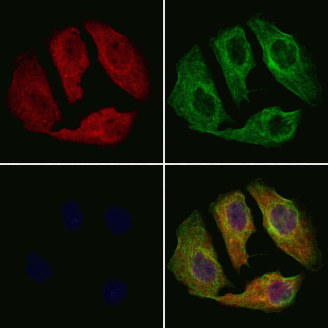 PER2 Antibody in Immunocytochemistry (ICC/IF)