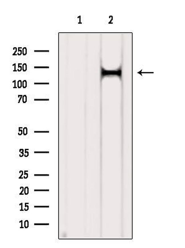 PER2 Antibody in Western Blot (WB)