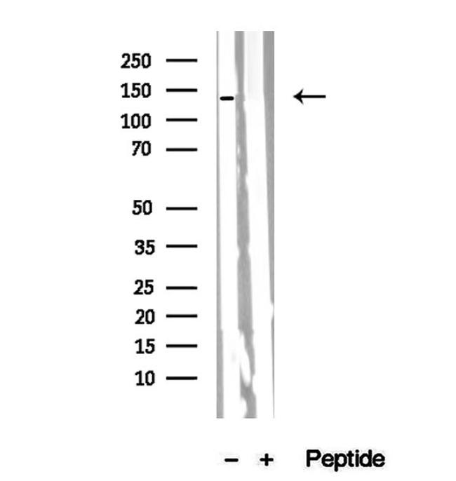 PER2 Antibody in Western Blot (WB)