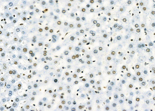 SFPQ Antibody in Immunohistochemistry (Paraffin) (IHC (P))