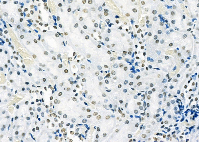 SFPQ Antibody in Immunohistochemistry (Paraffin) (IHC (P))