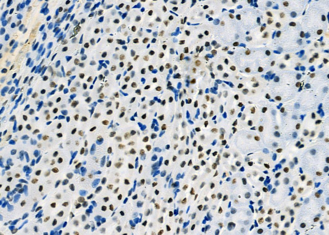 SFPQ Antibody in Immunohistochemistry (Paraffin) (IHC (P))