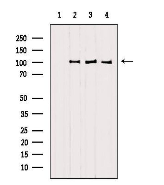 SFPQ Antibody in Western Blot (WB)