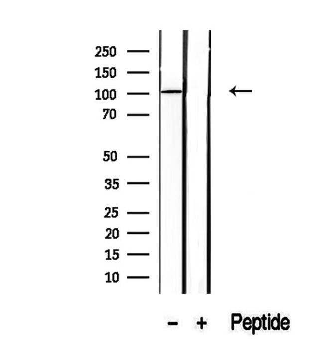 SFPQ Antibody in Western Blot (WB)