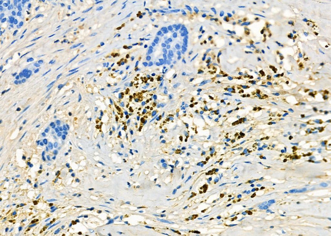 SMOX Antibody in Immunohistochemistry (Paraffin) (IHC (P))