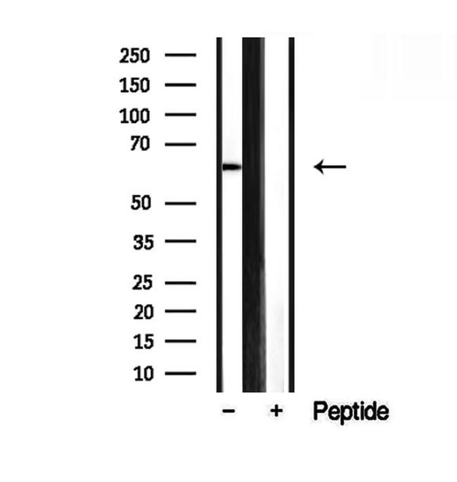 SMOX Antibody in Western Blot (WB)