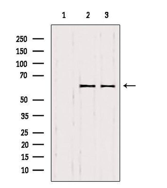 SMOX Antibody in Western Blot (WB)