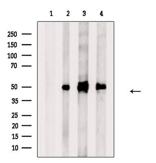 AZIN1 Antibody in Western Blot (WB)