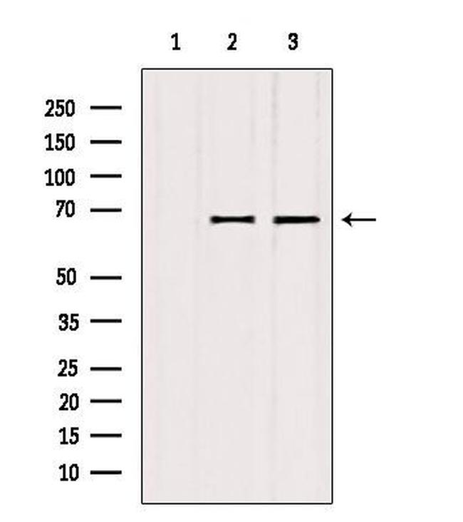 ATP6V1A Antibody in Western Blot (WB)