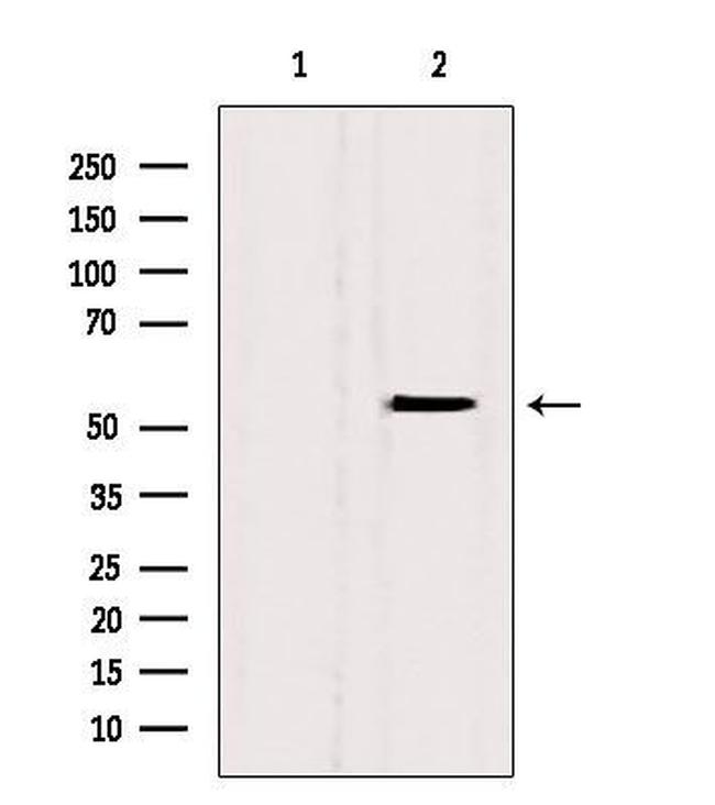 BAMBI Antibody in Western Blot (WB)