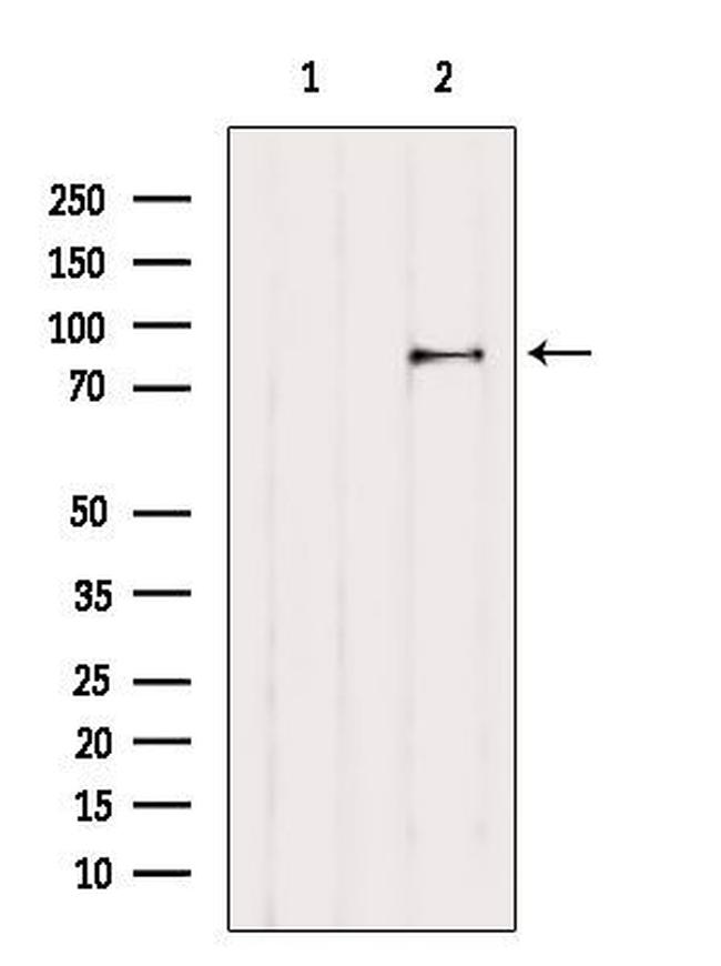 SH3KBP1 Antibody in Western Blot (WB)