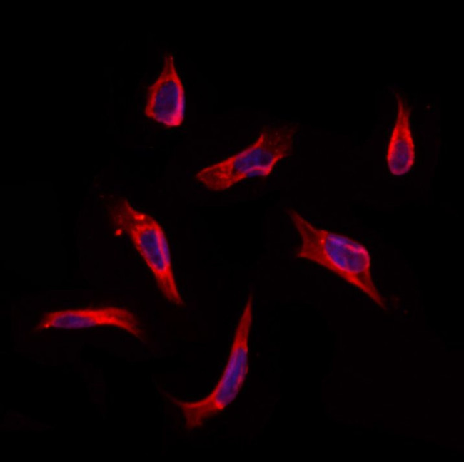 CNPY2 Antibody in Immunocytochemistry (ICC/IF)