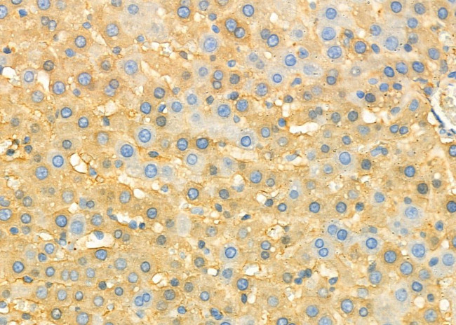 CNPY2 Antibody in Immunohistochemistry (Paraffin) (IHC (P))