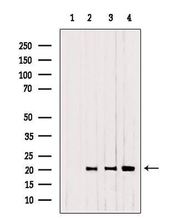 CNPY2 Antibody in Western Blot (WB)