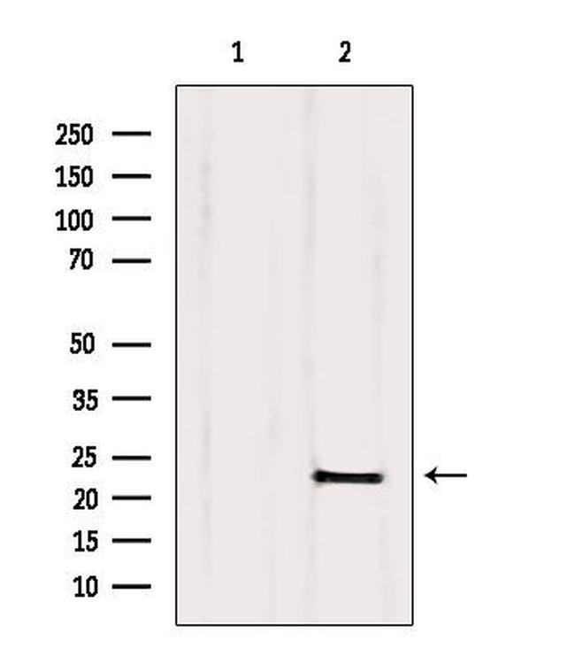 CNPY2 Antibody in Western Blot (WB)