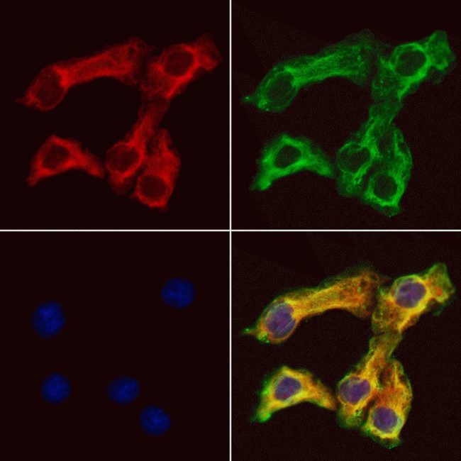 CRLS1 Antibody in Immunocytochemistry (ICC/IF)