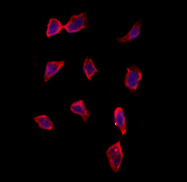 CRLS1 Antibody in Immunocytochemistry (ICC/IF)