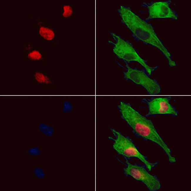 DOM3Z Antibody in Immunocytochemistry (ICC/IF)